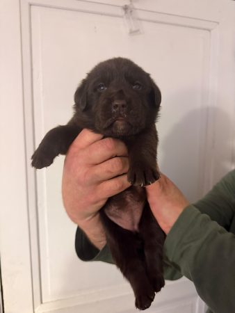 Image de la portée de chiot de l'élévage VOISIN FABRICE