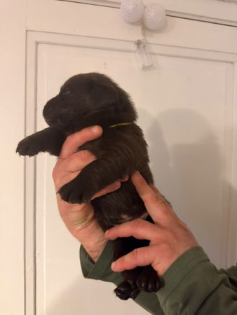 Image de la portée de chiot de l'élévage VOISIN FABRICE