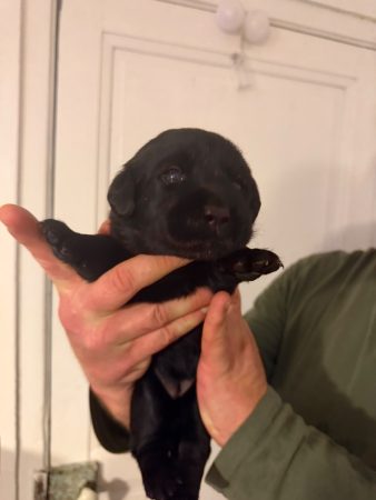 Image de la portée de chiot de l'élévage VOISIN FABRICE