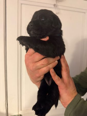 Image de la portée de chiot de l'élévage VOISIN FABRICE