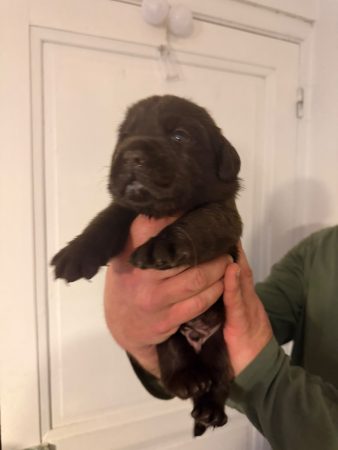 Image de la portée de chiot de l'élévage VOISIN FABRICE