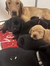 Chiots de race Labrador retriever à vendre chez l'éleveur DU MARAIS DE PIREMONT