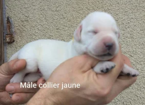 Chiots de race Labrador retriever à vendre chez l'éleveur DU DOMAINE CHARLESIEN