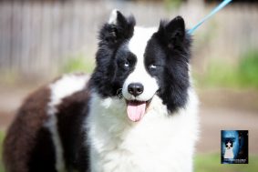 Chiots de race Laika de iakoutie à vendre chez l'éleveur THE SEVEN KINGDOMS