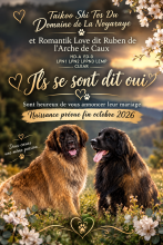 Chiots de race Leonberg à vendre chez l'éleveur LE DOMAINE DE LA NOYARAYE