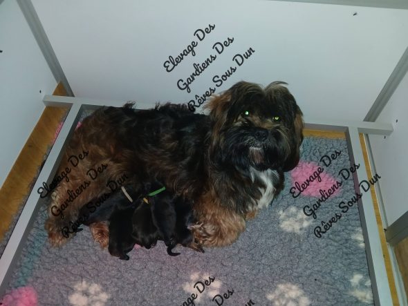 Image de la portée de chiot de l'élévage DES GARDIENS DES REVES SOUS DUN