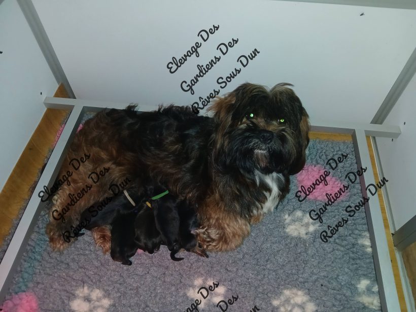 Image de la portée de chiot de l'élévage DES GARDIENS DES REVES SOUS DUN