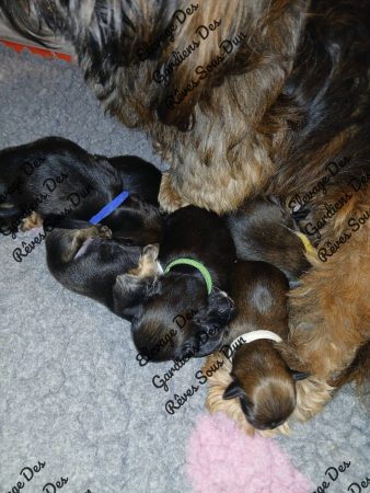 Image de la portée de chiot de l'élévage DES GARDIENS DES REVES SOUS DUN