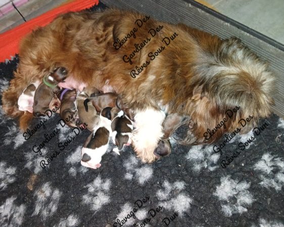Image de la portée de chiot de l'élévage DES GARDIENS DES REVES SOUS DUN