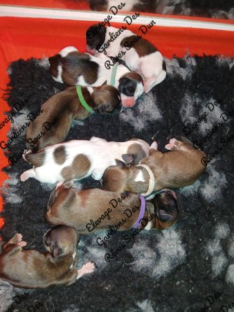 Image de la portée de chiot de l'élévage DES GARDIENS DES REVES SOUS DUN