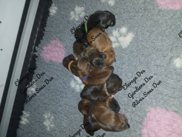 Image de la portée de chiot de l'élévage DES GARDIENS DES REVES SOUS DUN
