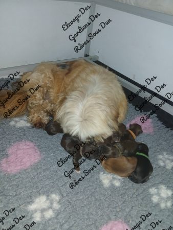 Image de la portée de chiot de l'élévage DES GARDIENS DES REVES SOUS DUN