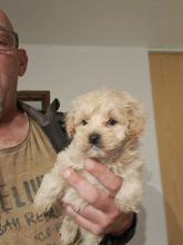 Chiots d'apparence Maltipoo à vendre chez l'éleveur Maltipoo-House.fr