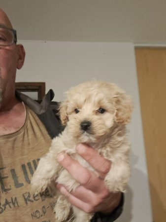 Image de la portée de chiot de l'élévage Maltipoo-House.fr
