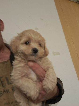 Image de la portée de chiot de l'élévage Maltipoo-House.fr