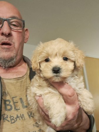 Image de la portée de chiot de l'élévage Maltipoo-House.fr