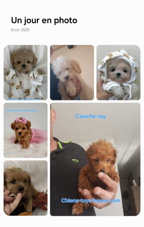 Image de la portée de chiot de l'élévage Maltipoo-House.fr