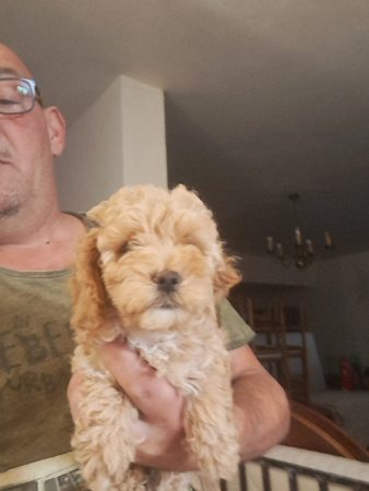 Image de la portée de chiot de l'élévage Maltipoo-House.fr