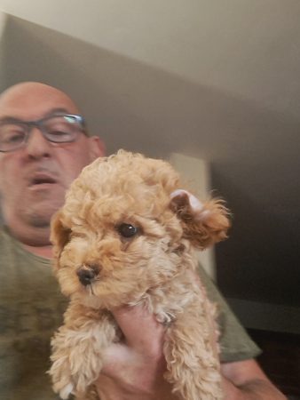 Image de la portée de chiot de l'élévage Maltipoo-House.fr