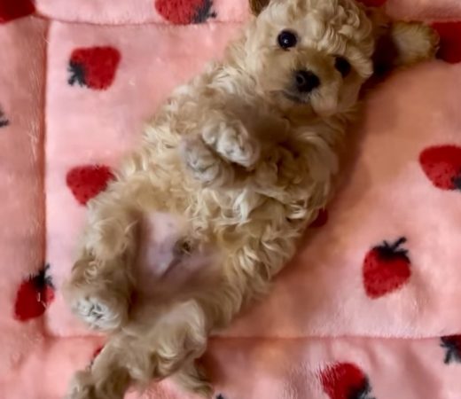 Image de la portée de chiot de l'élévage Maltipoo-House.fr