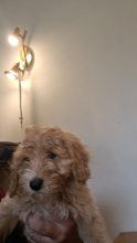 Chiots d'apparence Maltipoo à vendre chez l'éleveur Maltipoo-House.fr