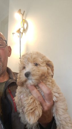 Image de la portée de chiot de l'élévage Maltipoo-House.fr