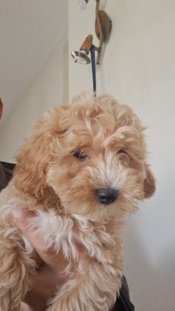 Image de la portée de chiot de l'élévage Maltipoo-House.fr