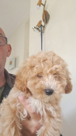 Image de la portée de chiot de l'élévage Maltipoo-House.fr