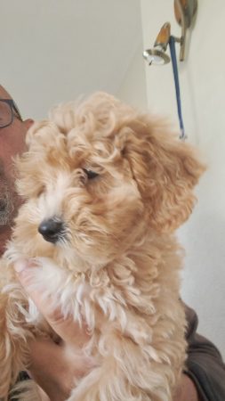 Image de la portée de chiot de l'élévage Maltipoo-House.fr