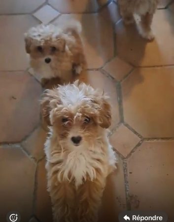 Image de la portée de chiot de l'élévage Maltipoo-House.fr