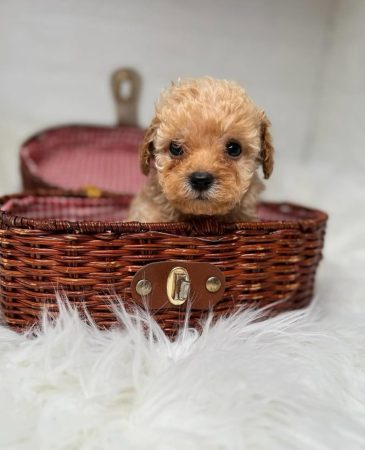 Image de la portée de chiot de l'élévage Maltipoo-House.fr