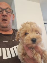 Chiots d'apparence Maltipoo à vendre chez l'éleveur Maltipoo-House.fr