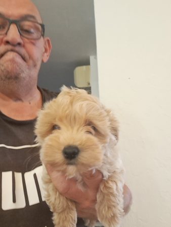 Image de la portée de chiot de l'élévage Maltipoo-House.fr