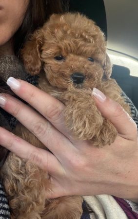 Image de la portée de chiot de l'élévage Maltipoo-House.fr