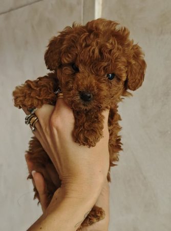Image de la portée de chiot de l'élévage Maltipoo-House.fr