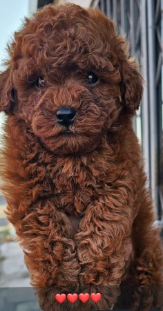 Image de la portée de chiot de l'élévage Maltipoo-House.fr