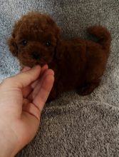 Chiots d'apparence Maltipoo à vendre chez l'éleveur Maltipoo-House.fr