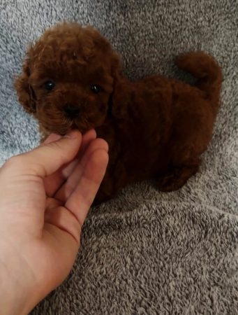 Image de la portée de chiot de l'élévage Maltipoo-House.fr