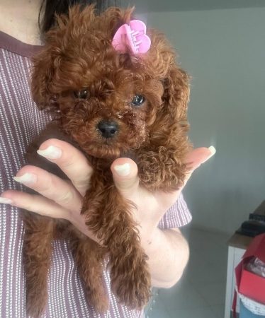 Image de la portée de chiot de l'élévage Maltipoo-House.fr