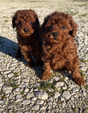 Image de la portée de chiot de l'élévage Maltipoo-House.fr