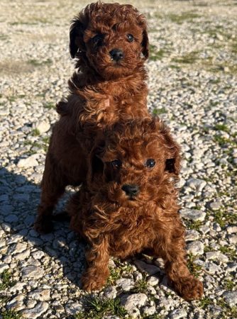Image de la portée de chiot de l'élévage Maltipoo-House.fr