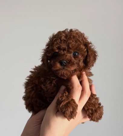 Image de la portée de chiot de l'élévage Maltipoo-House.fr