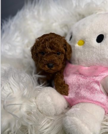 Image de la portée de chiot de l'élévage Maltipoo-House.fr