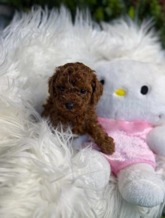 Image de la portée de chiot de l'élévage Maltipoo-House.fr