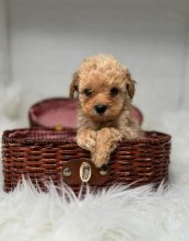 Chiots d'apparence Maltipoo à vendre chez l'éleveur Maltipoo-House.fr