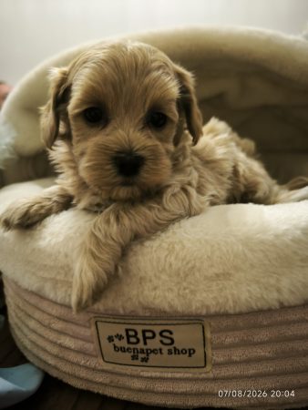 Image de la portée de chiot de l'élévage Maltipoo-House.fr