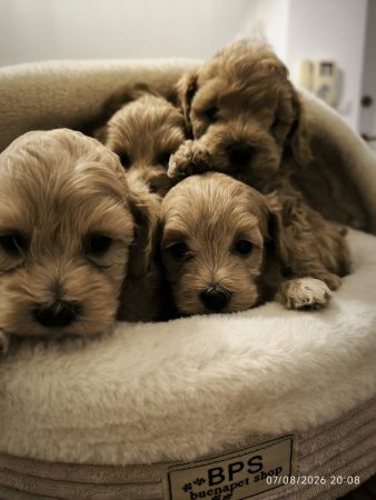 Image de la portée de chiot de l'élévage Maltipoo-House.fr