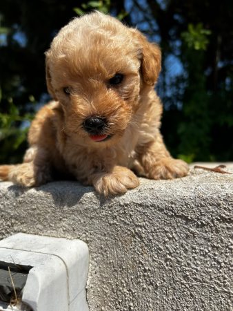 Image de la portée de chiot de l'élévage Maltipoo-House.fr