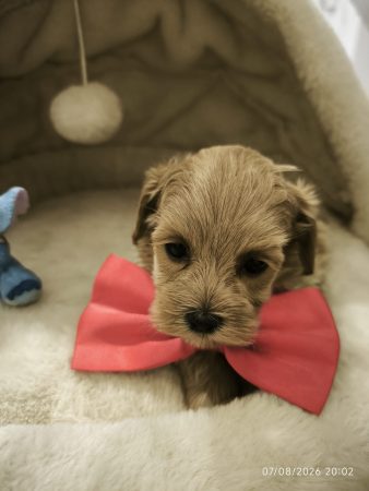 Image de la portée de chiot de l'élévage Maltipoo-House.fr