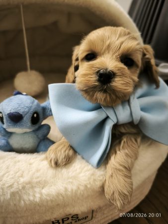 Image de la portée de chiot de l'élévage Maltipoo-House.fr